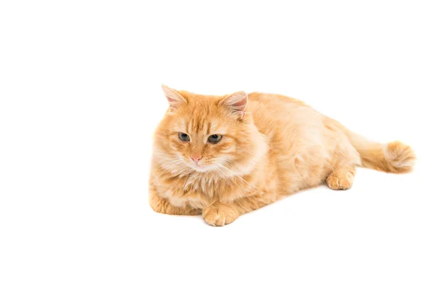 Röd katt djur — Stockfoto