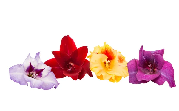 Vackra Gladiolus färg — Stockfoto