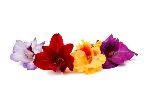 Beautiful Gladiolus color — Stock Photo, Image