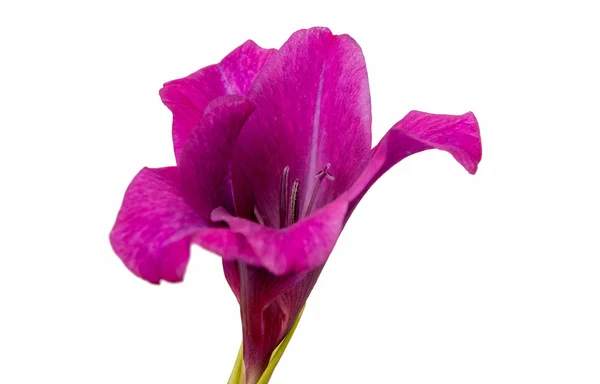 Lila Gladiolenblüte — Stockfoto