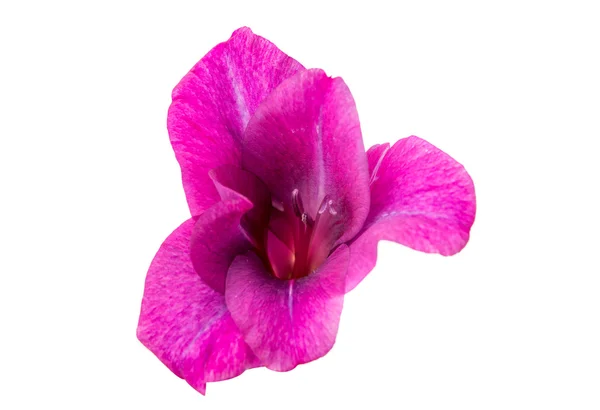 Mooie Gladiolus kleur — Stockfoto