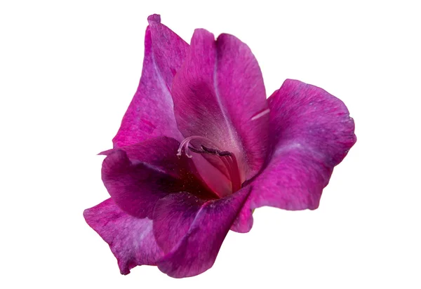 Gladiolo Viola Fiore — Foto Stock