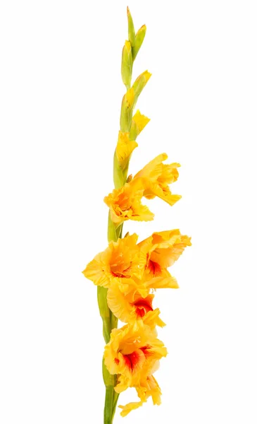 Flor gladiolus amarela — Fotografia de Stock