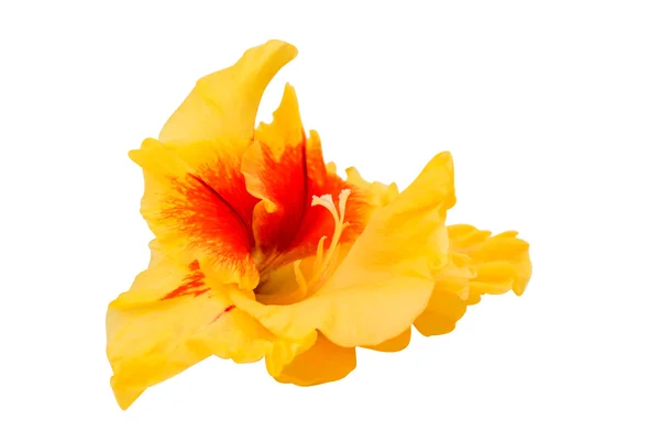 Gul gladiolus blomma — Stockfoto