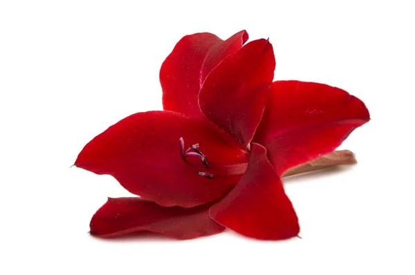Cor Gladiolus bonita — Fotografia de Stock