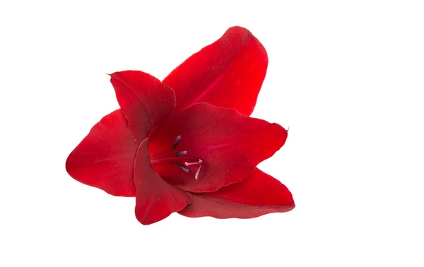 Vackra Gladiolus färg — Stockfoto