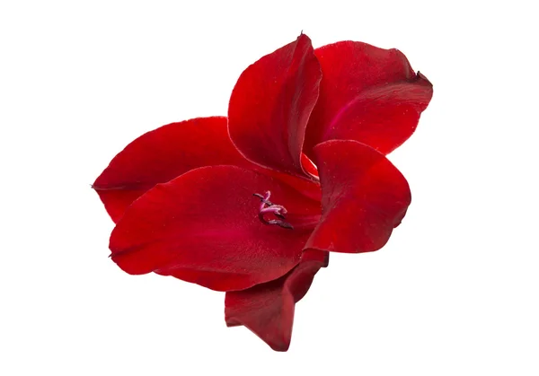 Kırmızı Glayöl çiçek — Stok fotoğraf
