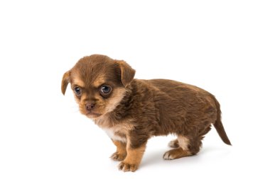 köpek yavrusu izole hayvan