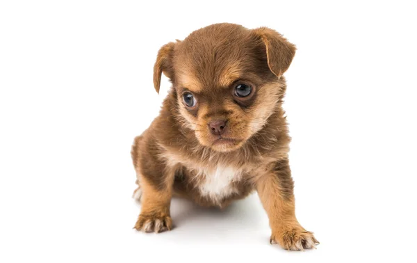 Puppy geïsoleerde dier — Stockfoto