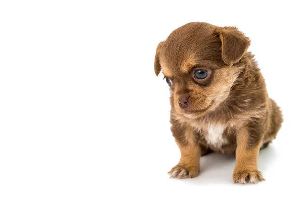 Cachorro isolado animal — Fotografia de Stock