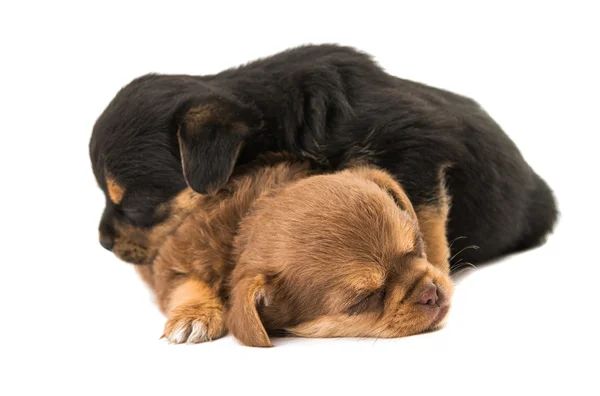 Puppy geïsoleerde dier — Stockfoto