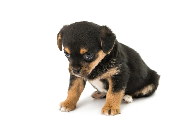 Puppy geïsoleerde dier — Stockfoto