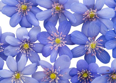 bahar çiçekleri mantarı nobilis 