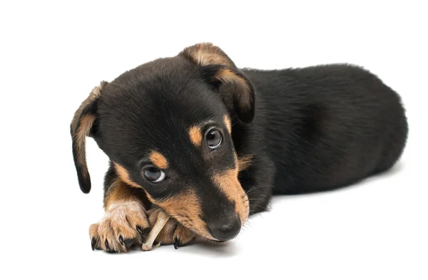 Dachshund cachorrinho pouco — Fotografia de Stock