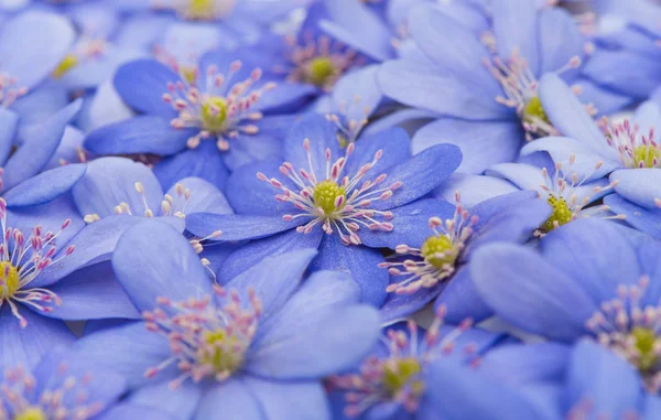 Lentebloemen Hepatica nobilis — Stockfoto