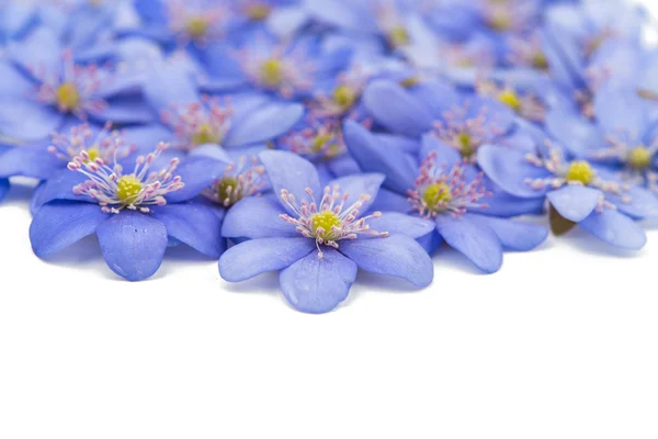 Lentebloemen Hepatica nobilis — Stockfoto