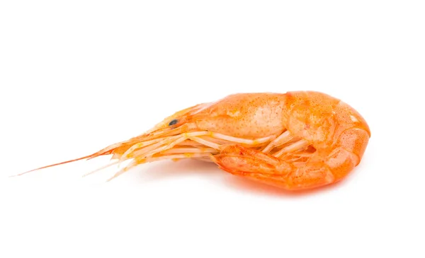 Fresh shrimp isolated — Stock Photo, Image