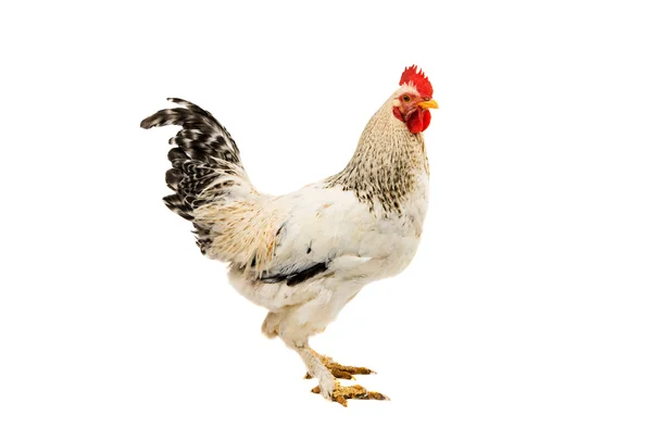 Rooster isolated color — Stock Photo, Image