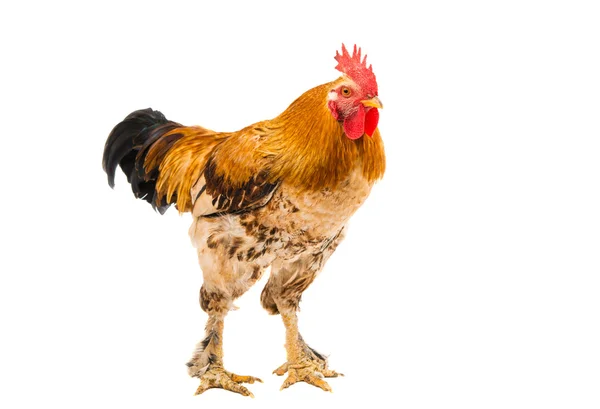 Un pollo de gallina —  Fotos de Stock