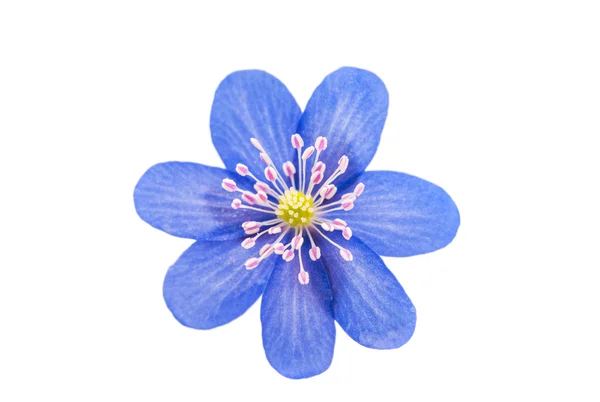 Liverleaf, hepatica nobilis isolado — Fotografia de Stock