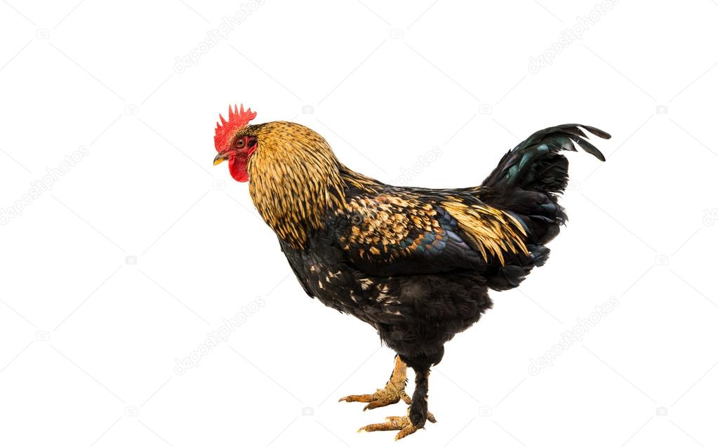 A hen chicken 