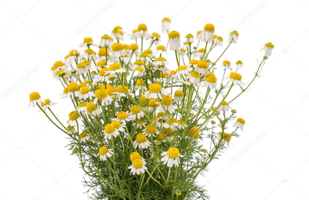 bouquet of chamomile medicinal 