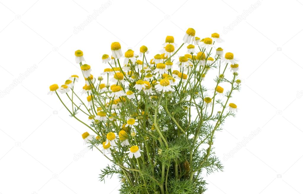 bouquet of chamomile medicinal 