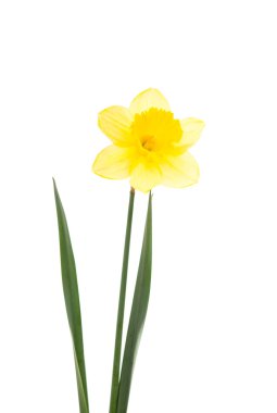 Nergis sarı çiçek