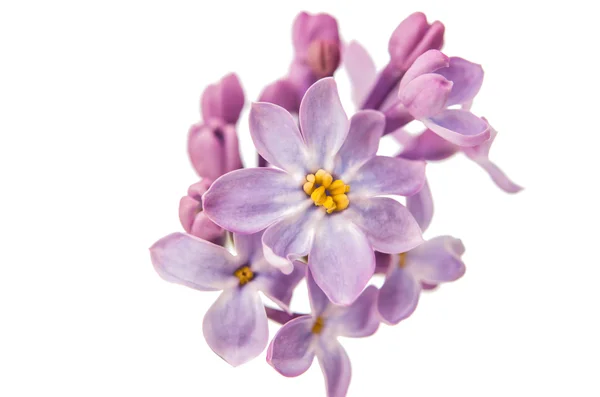 Lilac branch close-up — Stock Photo, Image