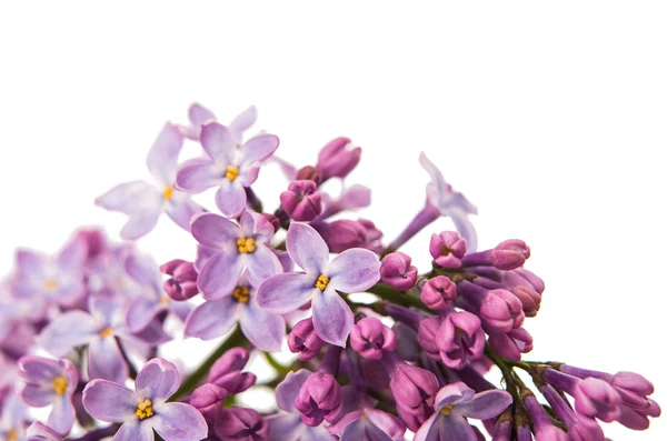 Lilac branch close-up — Stock Photo, Image