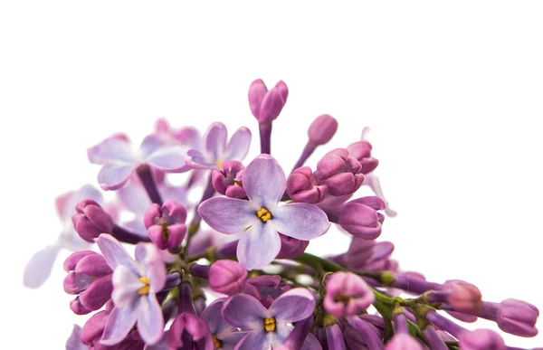 Lilac branch close-up — Stock Photo, Image