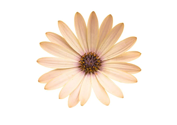 Osteospermum Daisy or Cape Daisy Flower Flower — Stock Photo, Image