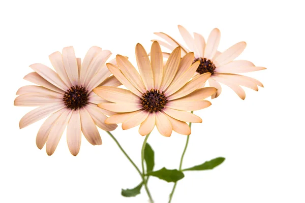 Osteospermum Margarida ou Flor de Margarida do Cabo — Fotografia de Stock
