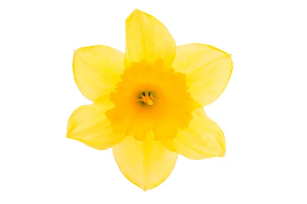 Narcis žlutý květ — Stock fotografie