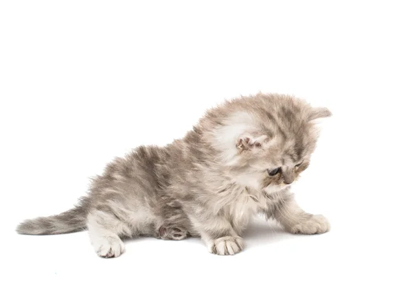 美丽毛茸茸的小猫 — 图库照片