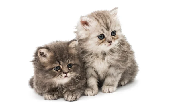 Mooie pluizig kittens — Stockfoto