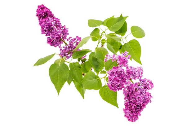 Lilac branch bloom — Stock Photo, Image