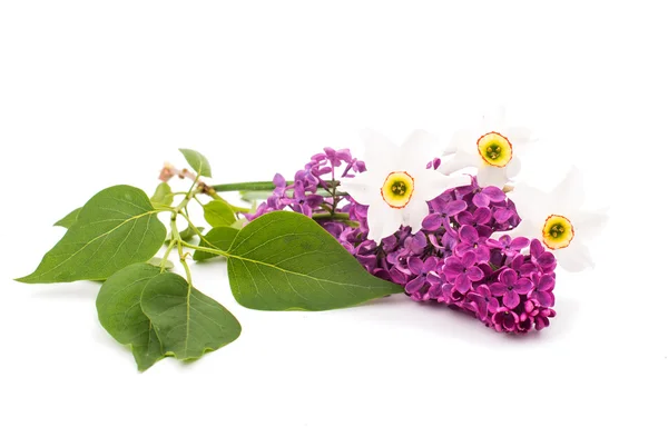 Lilac branch bloom — Stock Photo, Image