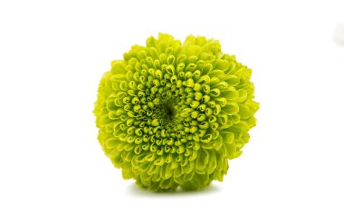 izole güzel Kasımpatı çiçeği