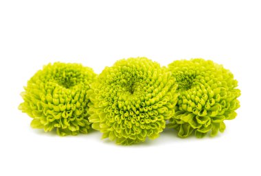 izole güzel Kasımpatı çiçeği