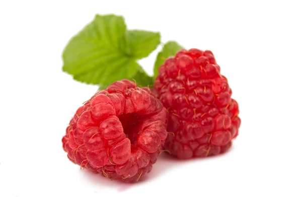 Himbeeren Beerenfutter — Stockfoto