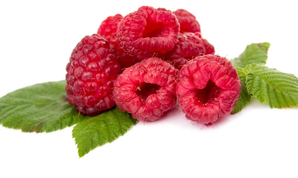 Himbeeren Beerenfutter — Stockfoto