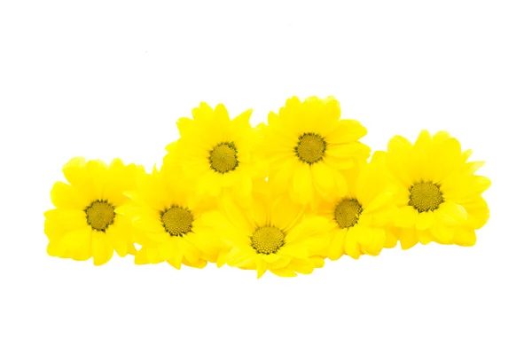 Piękne Chryzantema Kwiat — Zdjęcie stockowe