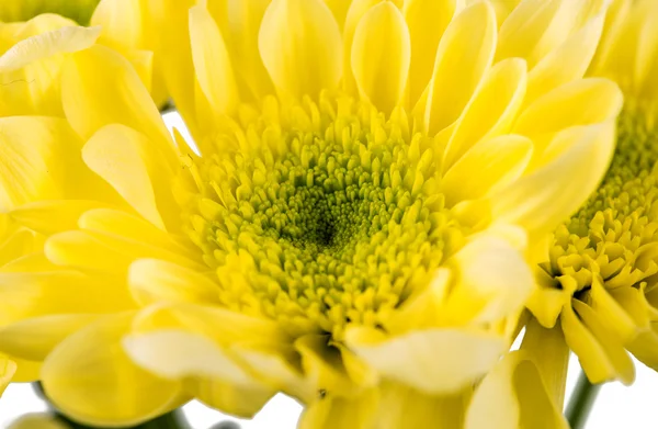 Bela flor crisântemo isolado — Fotografia de Stock