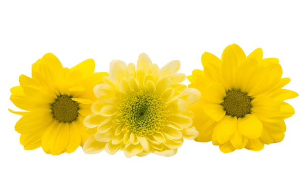 Bellissimo fiore di crisantemo isolato — Foto Stock