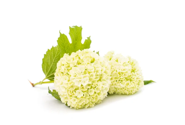 Hydrangea flower white — Stock Photo, Image