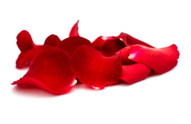 kırmızı gül yaprakları 