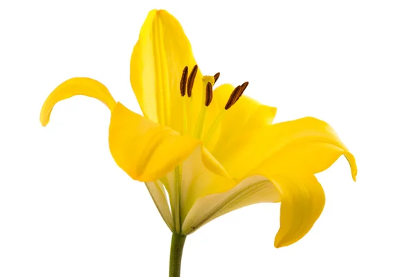 Lily flor aislada —  Fotos de Stock