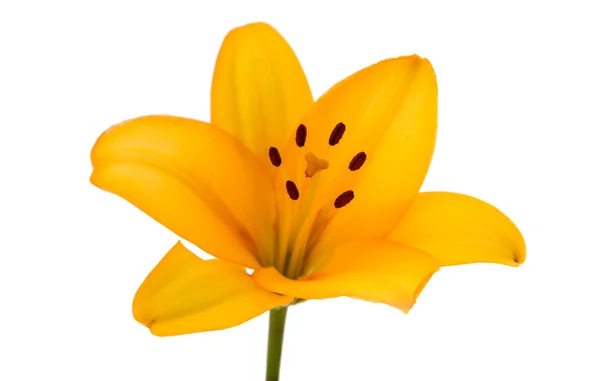 Lily flower isolated — Stock Photo, Image