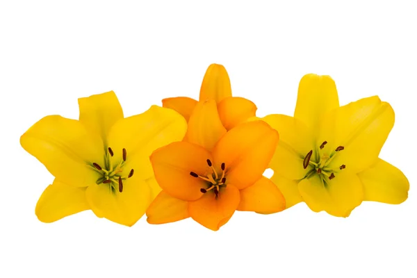Lilie květiny izolované — Stock fotografie